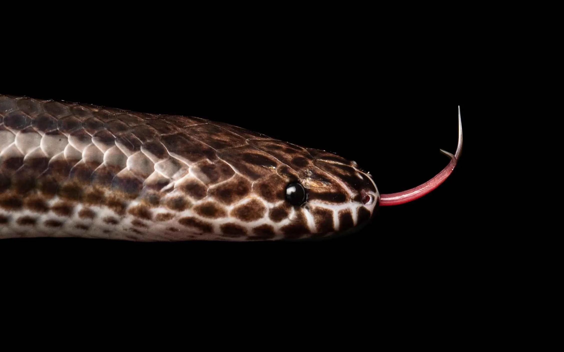 Sunbeam Snake — HongKongSnakeID.com